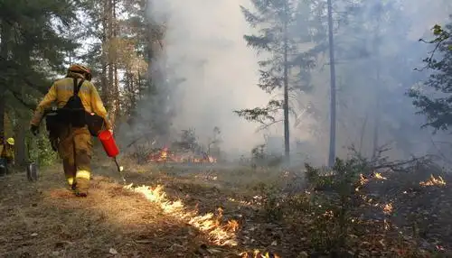 防林火,还要砍树和烧树,不矛盾吗?科学家:这是给森林打扫卫生