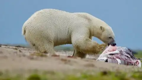 极为罕见!北极熊捕杀白鲸,一口掀开"头盖骨"使其当场毙命!