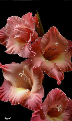 240_400竖版 竖屏gif 动态图 动图