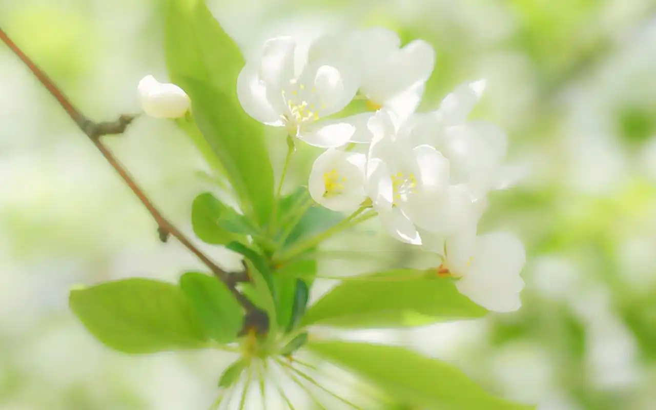 小清新唯美花卉高清图片桌面壁纸