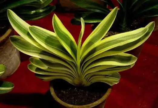 君子兰哪个品种最贵,短叶油匠高达9999万元