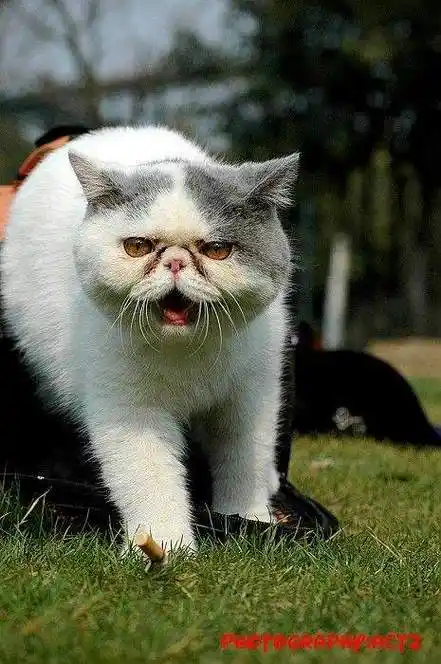 短毛波斯猫图集