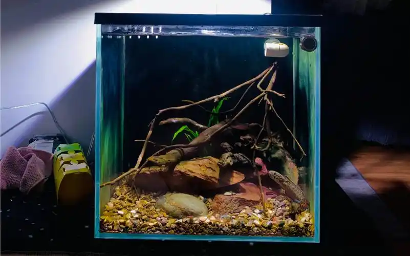 开缸一个40×40×40的桌面雷龙原生缸(七彩雷龙)配上水猫的乐迪灯绝了