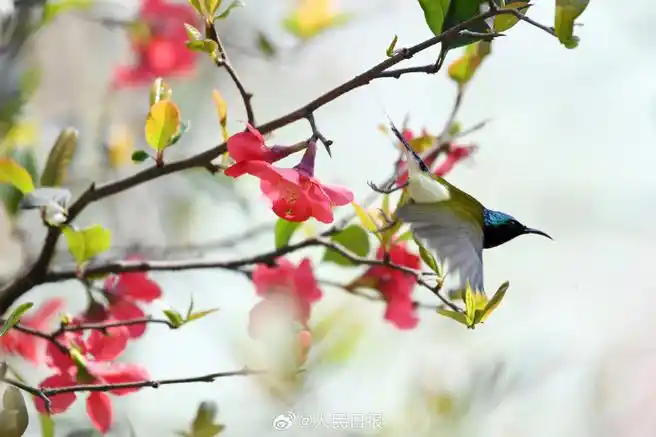 春日限定版鸟语花香有画面了##叉尾太阳鸟与海棠花