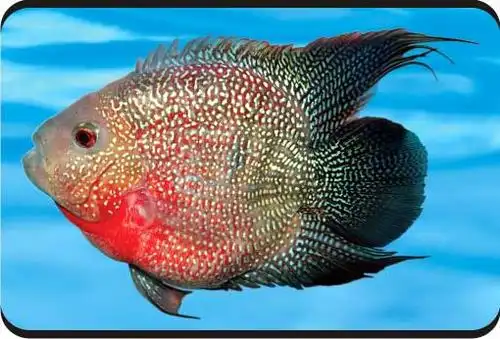 您当前的位置:台湾观赏鱼图库      麒麟鱼   麒麟鱼
