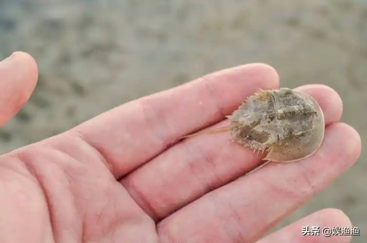 恐龙都灭绝了,鲎却存活了21个世纪,好奇吗?_马蹄_生物_物种