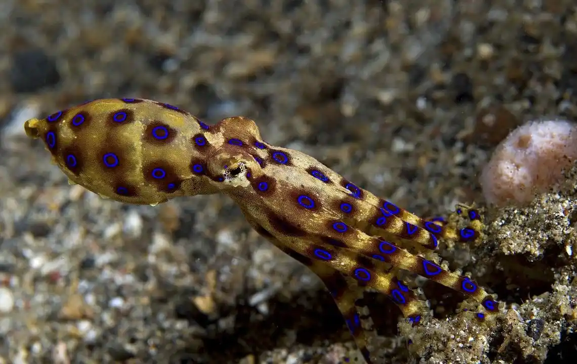 蓝环章鱼(物种百科:蓝环章鱼)