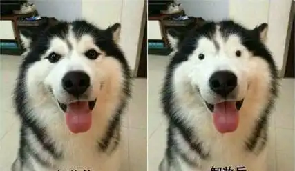 奇葩搞怪的表情帝哈士奇来袭二哈的世界你们不懂简直太可爱了