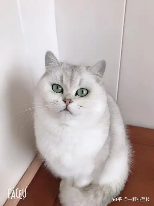 请问怎么养银渐层才有内味儿