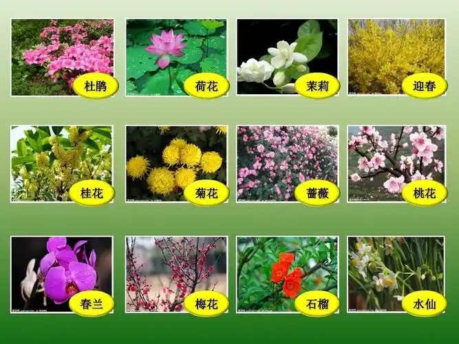 十二月花开课件ppt