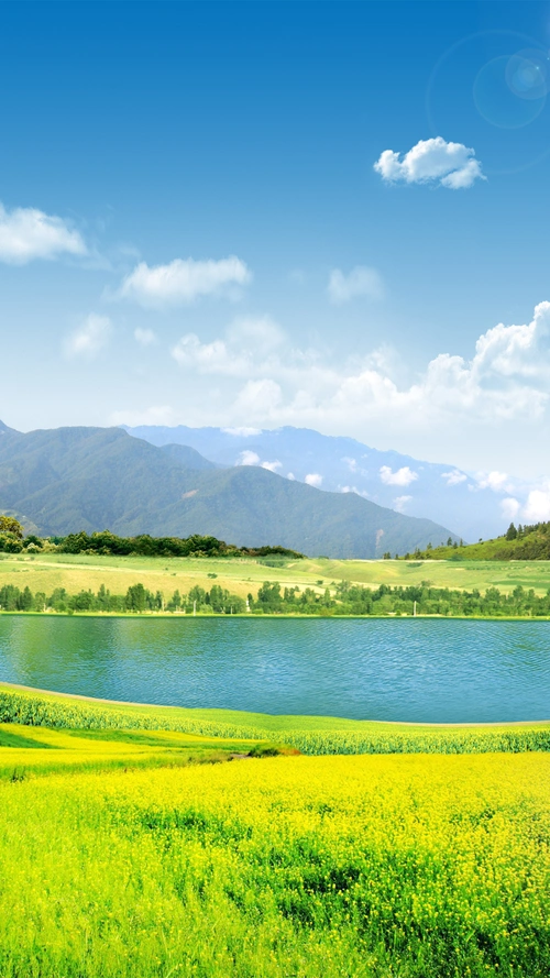 油菜花摄影风景背景素材