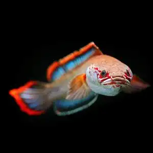 80tb941111119淘宝南鳢雷龙鱼观赏鱼冷水鱼龙鱼凶猛