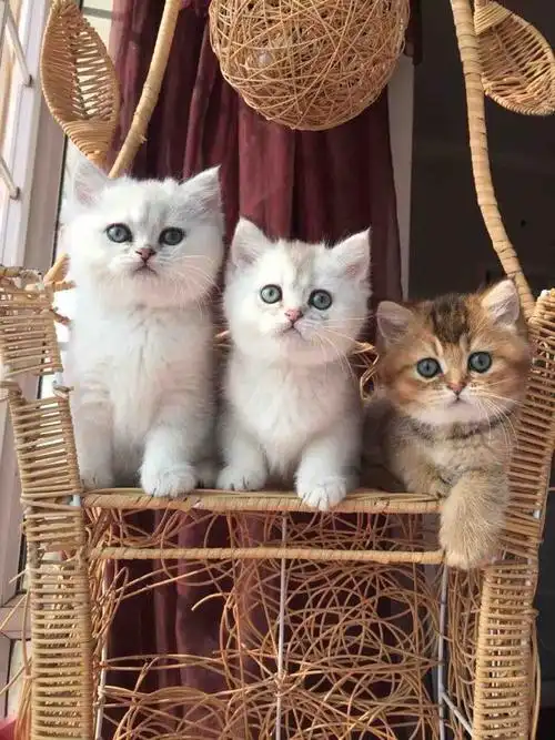 超可爱家养英短金渐层银渐层