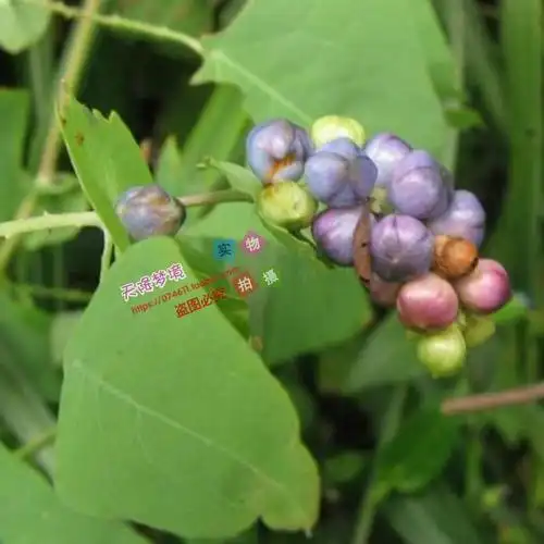 农村"蛇不过",浑身长满小刺,用它洗澡能治荨麻疹