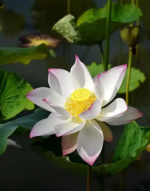 莲叶何田田,江南可采莲——行走在荷花开放的季节里