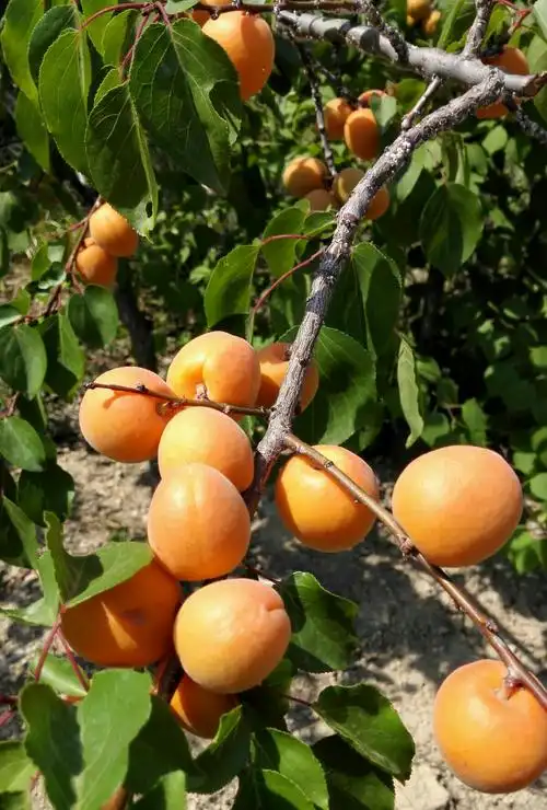 杏子熟了.