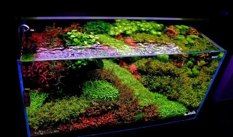 120cm精彩荷兰景草缸图片欣赏