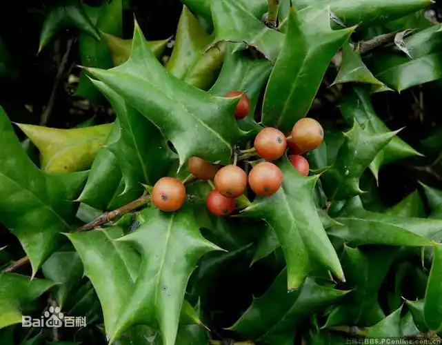 有一种植物叶子像老鼠还带刺,它叫什么?