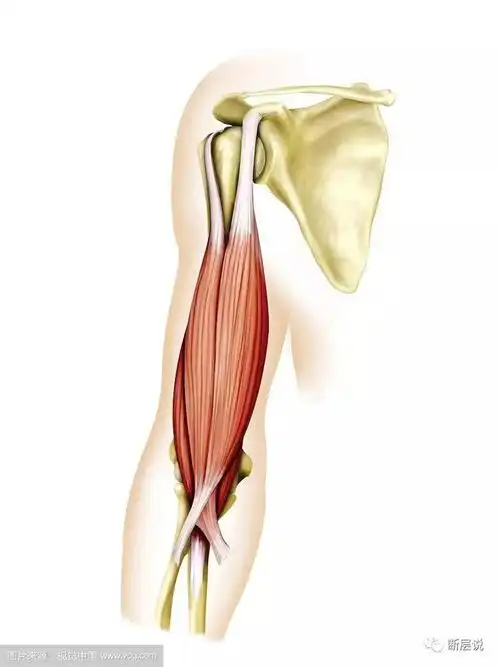 沟从肱骨头上方穿过而且它是真的有两个头二头二头,下雨不愁肱二头肌
