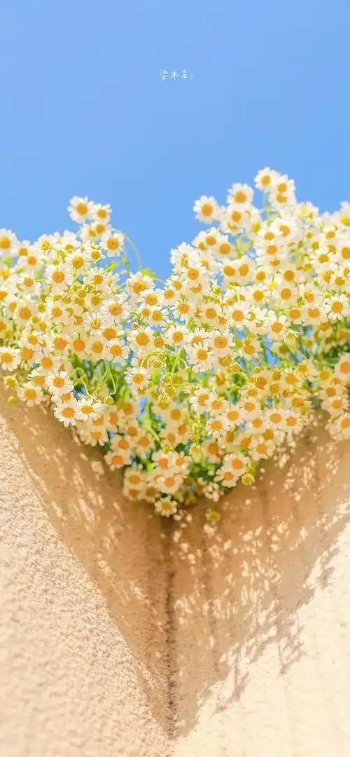 清新ins风简约锁屏壁纸_网易订阅