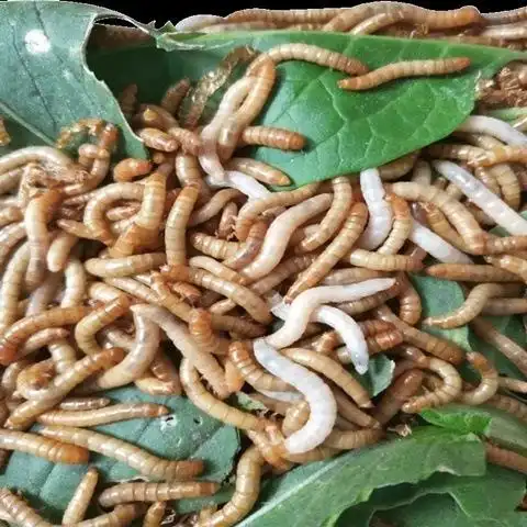 钓鱼蛆虫肉蛆蛆牙子活蛆活虫野钓鲫鱼包邮白色大麦虫面包虫