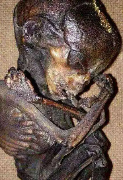 一些降头师会把这些婴尸收集起来,装入罐子,用火烧干,肉体会化成尸油