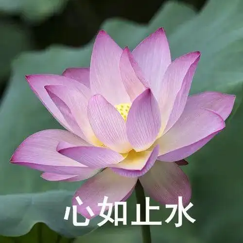 以下头像送给看过=去过的你也可以利用居中构图,将莲花放在画面中间