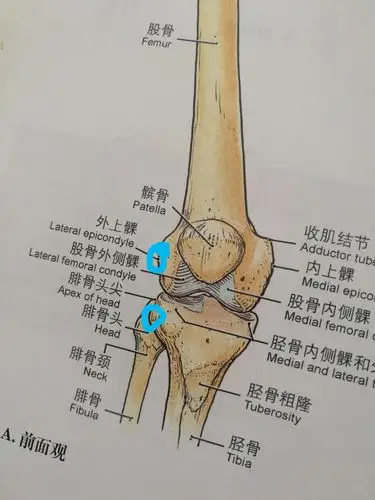 的骨性结节(即股骨外侧髁)而止于下面小圈标志的骨性结节(胫骨外上髁)
