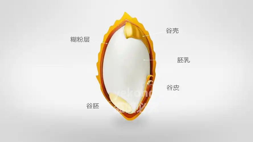 大米动画宣传片 后期包装