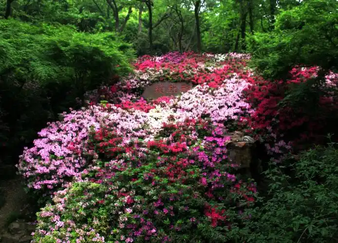 无锡市花—杜鹃 - 美篇