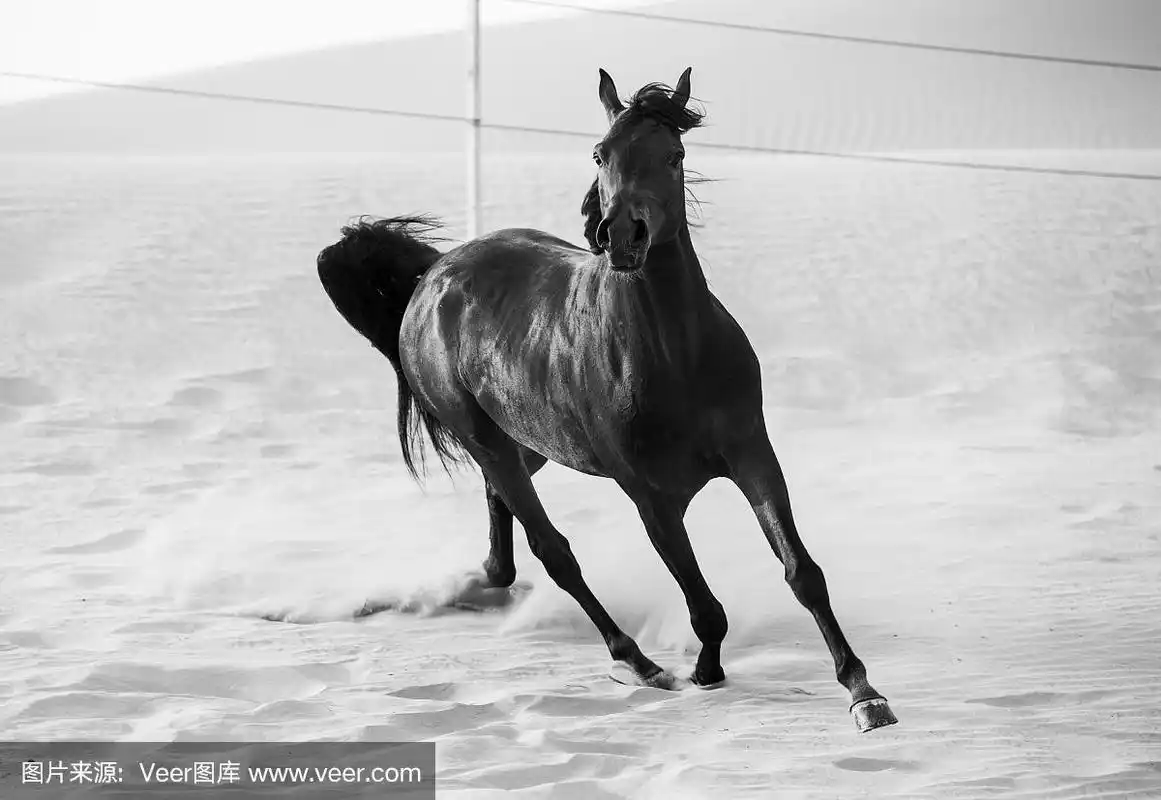 在沙漠中奔跑的黑色阿拉伯马