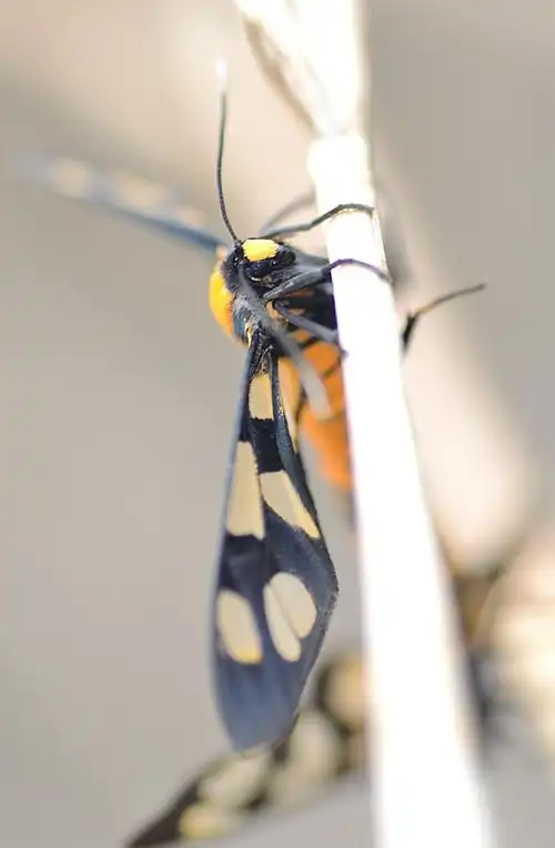 两只彩色飞蛾的恋爱!
