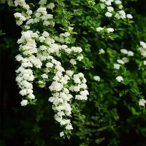 三桠绣线菊一般指三裂绣线菊,三裂绣线菊(学名:spiraea trilobata l.