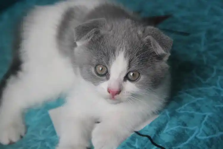 2个月的活泼折耳蓝白英短