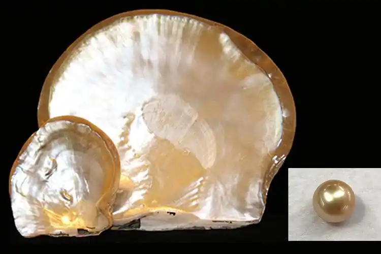 黑珍珠 黑珍珠的贝壳妈妈叫"黑蝶贝"(pinctada margaritifera),贝壳