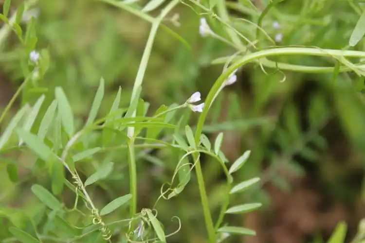 p>野豌豆属(拉丁文:vicia linn)是 a href="#">被子植物门 /a> a