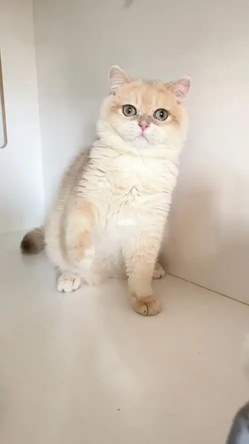 猫舍蓝金渐层种公