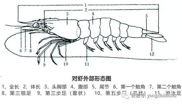了解这些南美白对虾的生物学特性才能更好的养虾