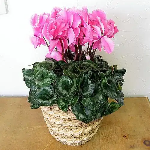 报春花科仙客来属