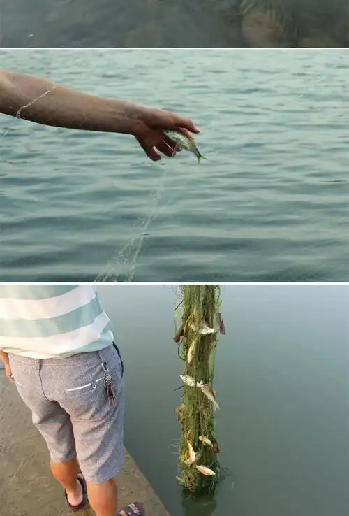 粘鱼单层浮网渔网新型自动鱼网丝网粘网三层鲫鱼网沉网白条