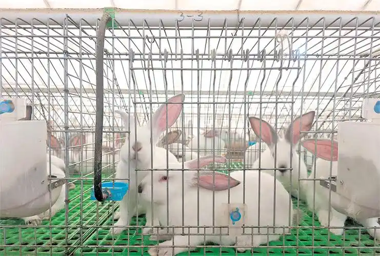 瓦渡乡:养小兔子"来钱"