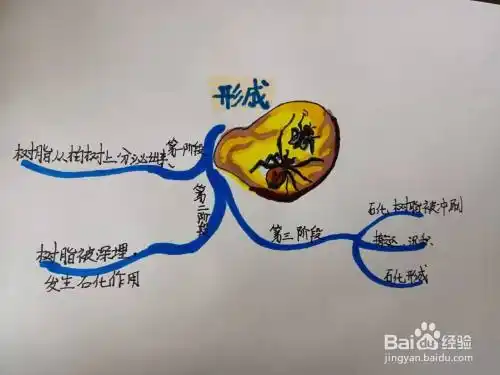 琥珀形成过程的示意图怎么画