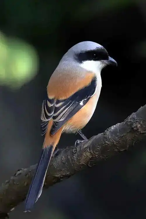 都是在我国常见的鸟