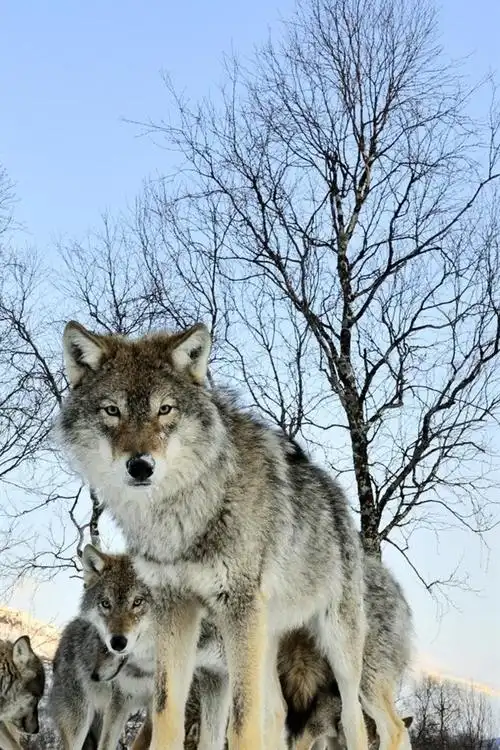 冬季雪地上的狼