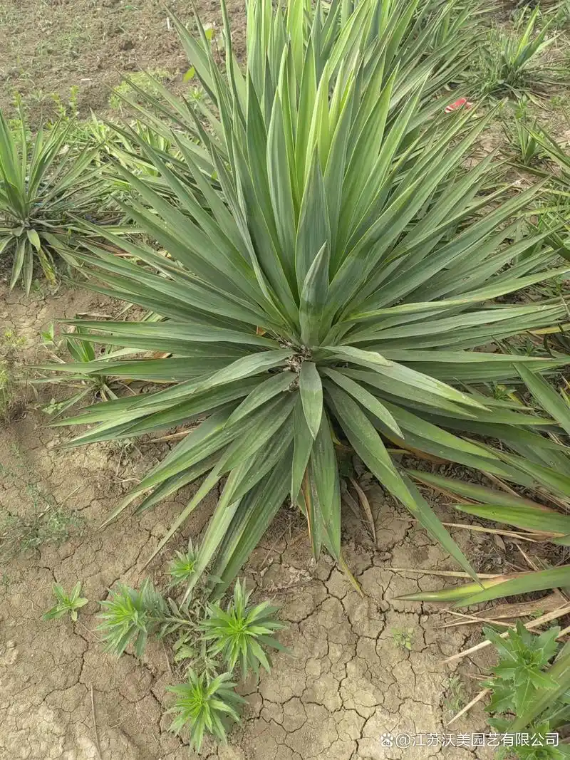 主要观赏剑麻品种有金边番麻银边龙舌兰假菠萝麻千寿兰丝兰凤尾兰