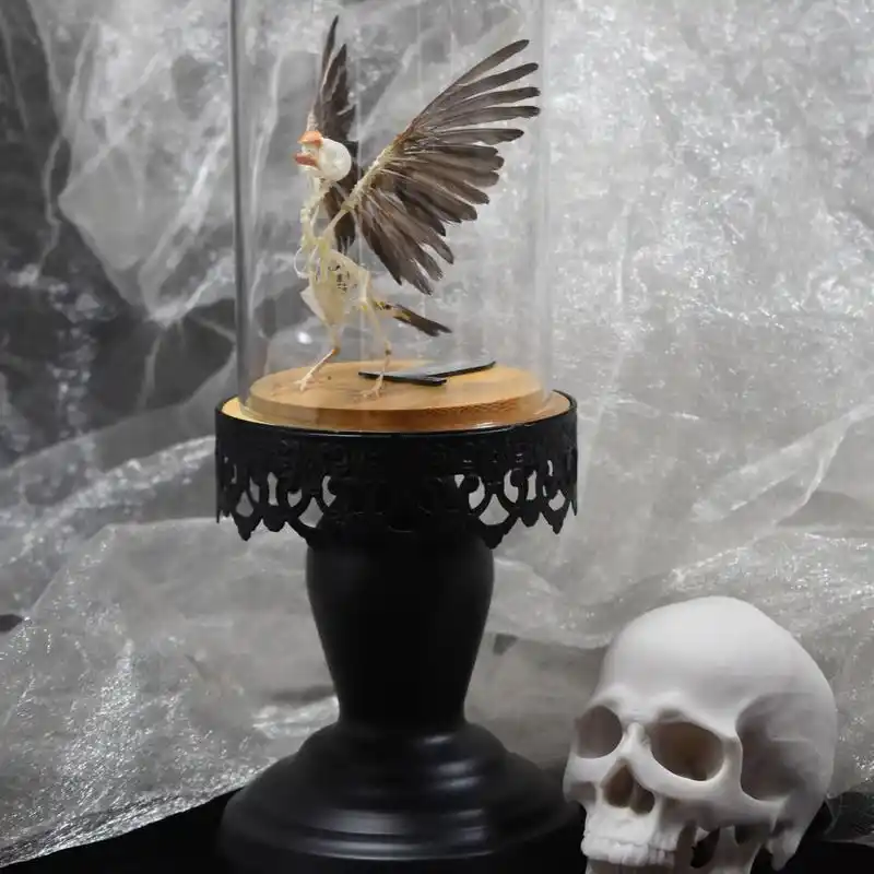 这个珍珠鸟骨骼标本真的太美了!