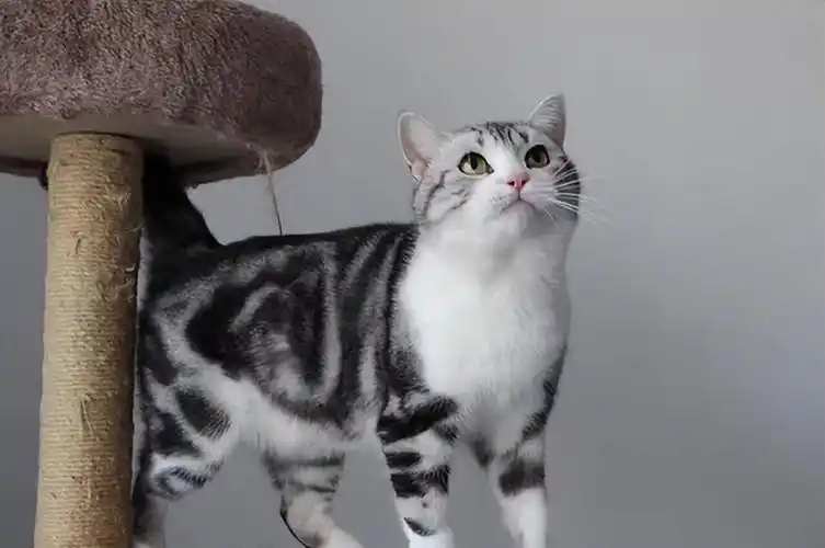 美国短毛猫,皮实好养,性格活泼,是纯种的美短猫才有的7个特征