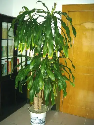 长到2米才开花,盆栽巴西木注意这2点,容易养的碧绿油光!