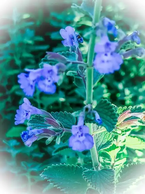 猫薄荷花,花序轮伞