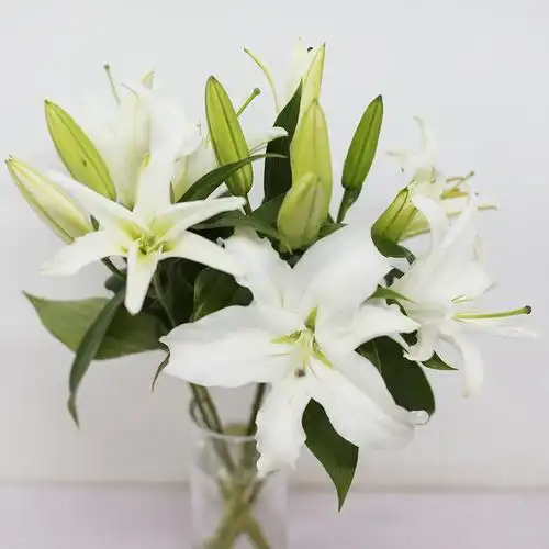 单头多头白色香水百合鲜花云南直发鲜花速递(同城)